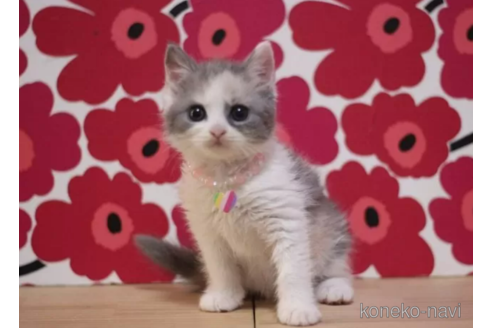 成約済の東京都のマンチカン-101306の6枚目